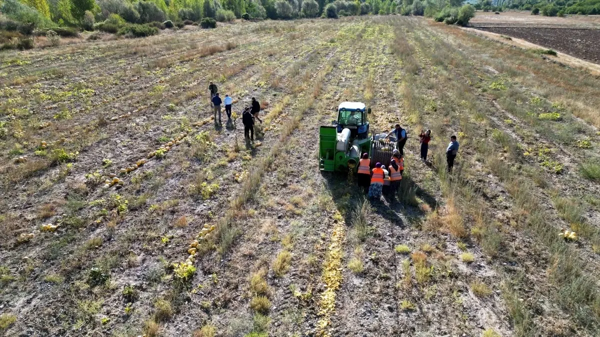 Çankırı Belediyesi, yemişlik çekirdek için kabak hasadı gerçekleştirdi