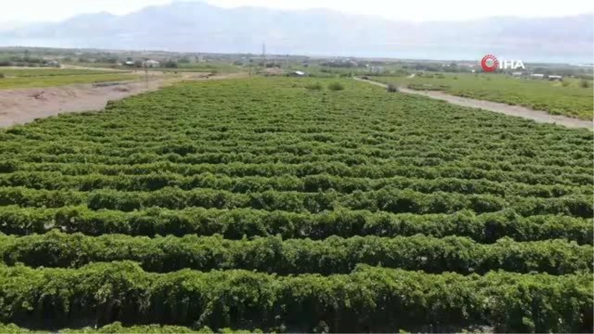 Elazığ\'da 120 bin dönümde üzüm hasadı başladı