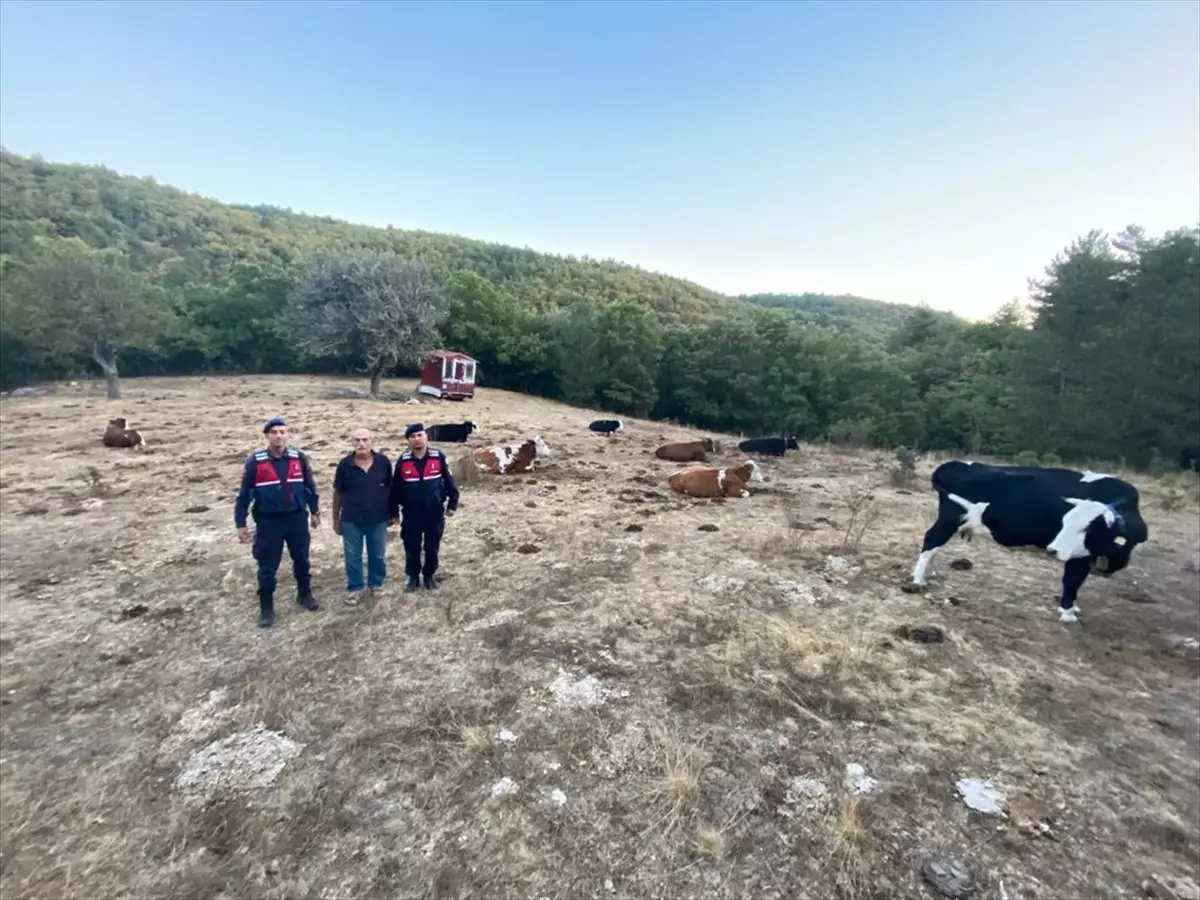 Eskişehir\'de Kaybolan Büyükbaş Hayvan Sürüsüne Dron İle Ulaşıldı