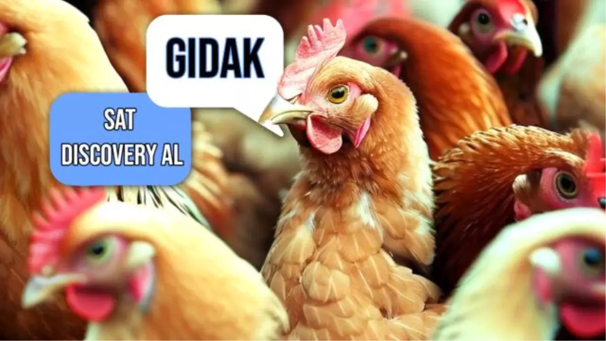 Tavukların Duygusal Durumunu Anlayabilen Yapay Zeka Sistemi Geliştirildi