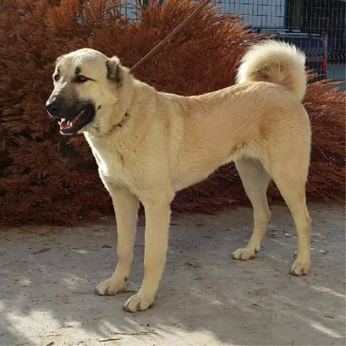 OMÜ Veteriner Fakültesi\'nden Kangal Köpekleri İçin Desteklenen Proje