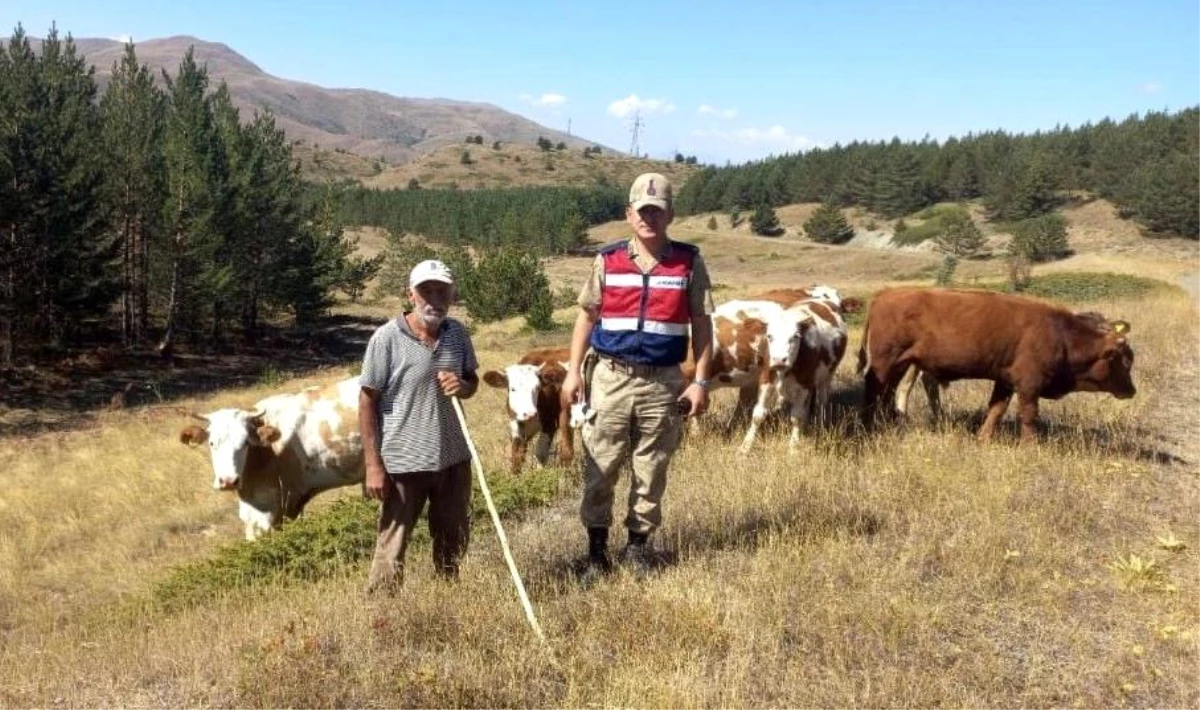 Erzincan\'da kaybolan büyükbaş hayvanlar drone ile bulundu