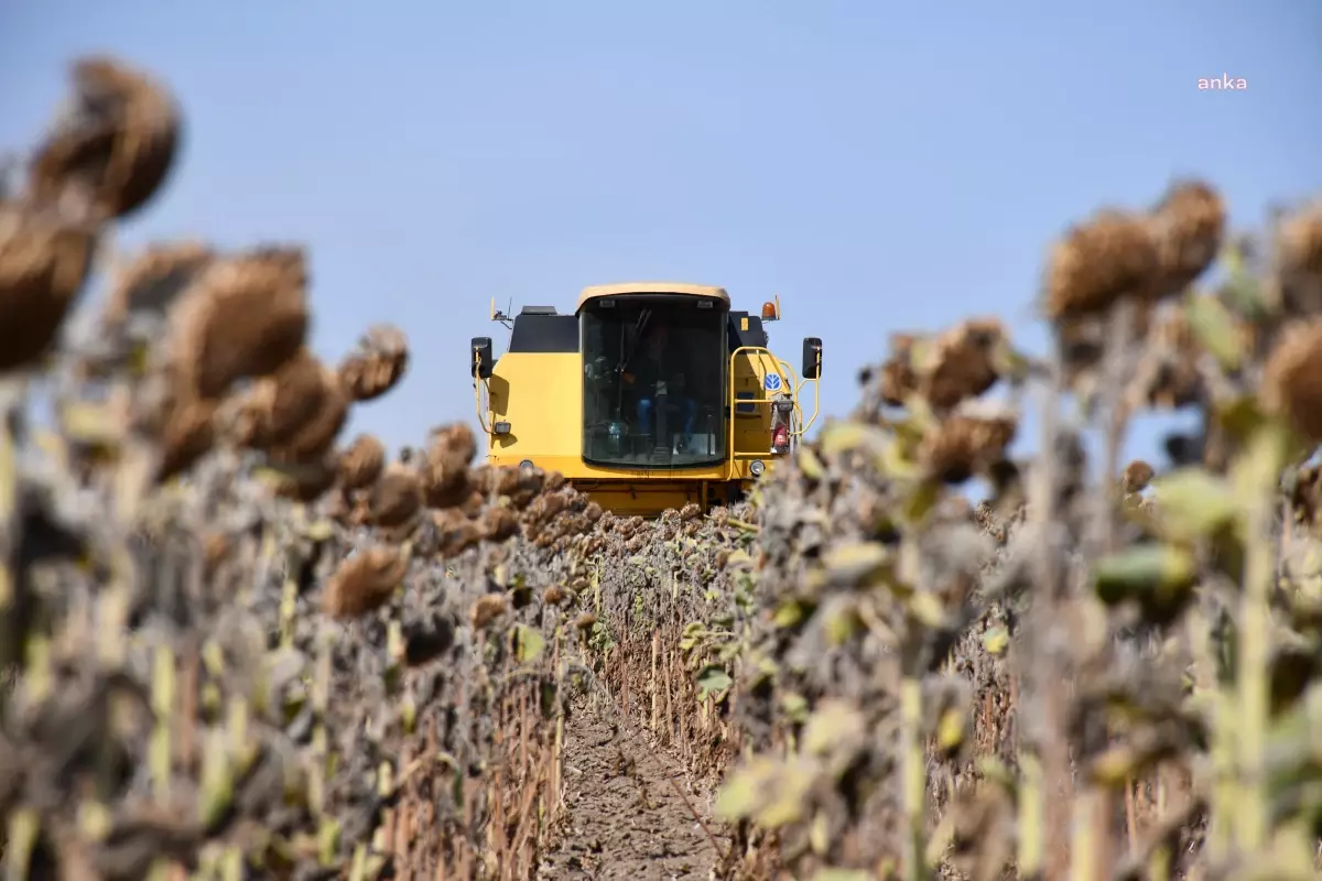 Lüleburgaz Belediyesi Ayçiçeği Hasadını Gerçekleştirdi