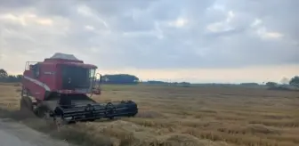Samsun'un Alaçam ilçesinde çeltik hasadı başladı