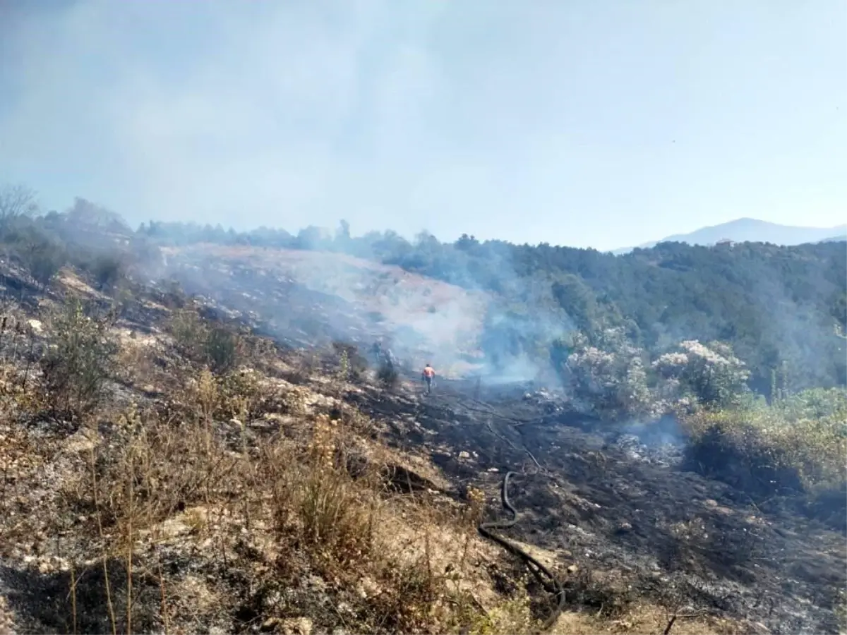Zonguldak\'ta çıkan yangında 10 dönümlük fındık bahçesi yandı