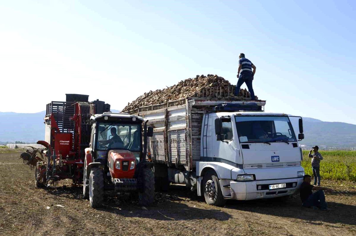 Burdur Gölhisar\'da Şeker Pancarı Hasadı Başladı