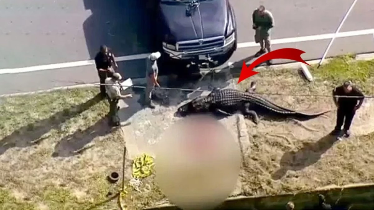 Florida\'daki bir kanalda, ağzında insan cesedi bulunan timsah yakalandı