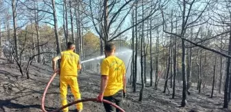 Gebze'de çıkan yangında 2 dönüm orman zarar gördü