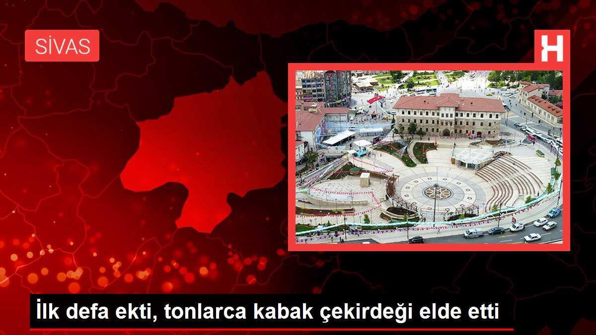 İlk defa ekti, tonlarca kabak çekirdeği elde etti