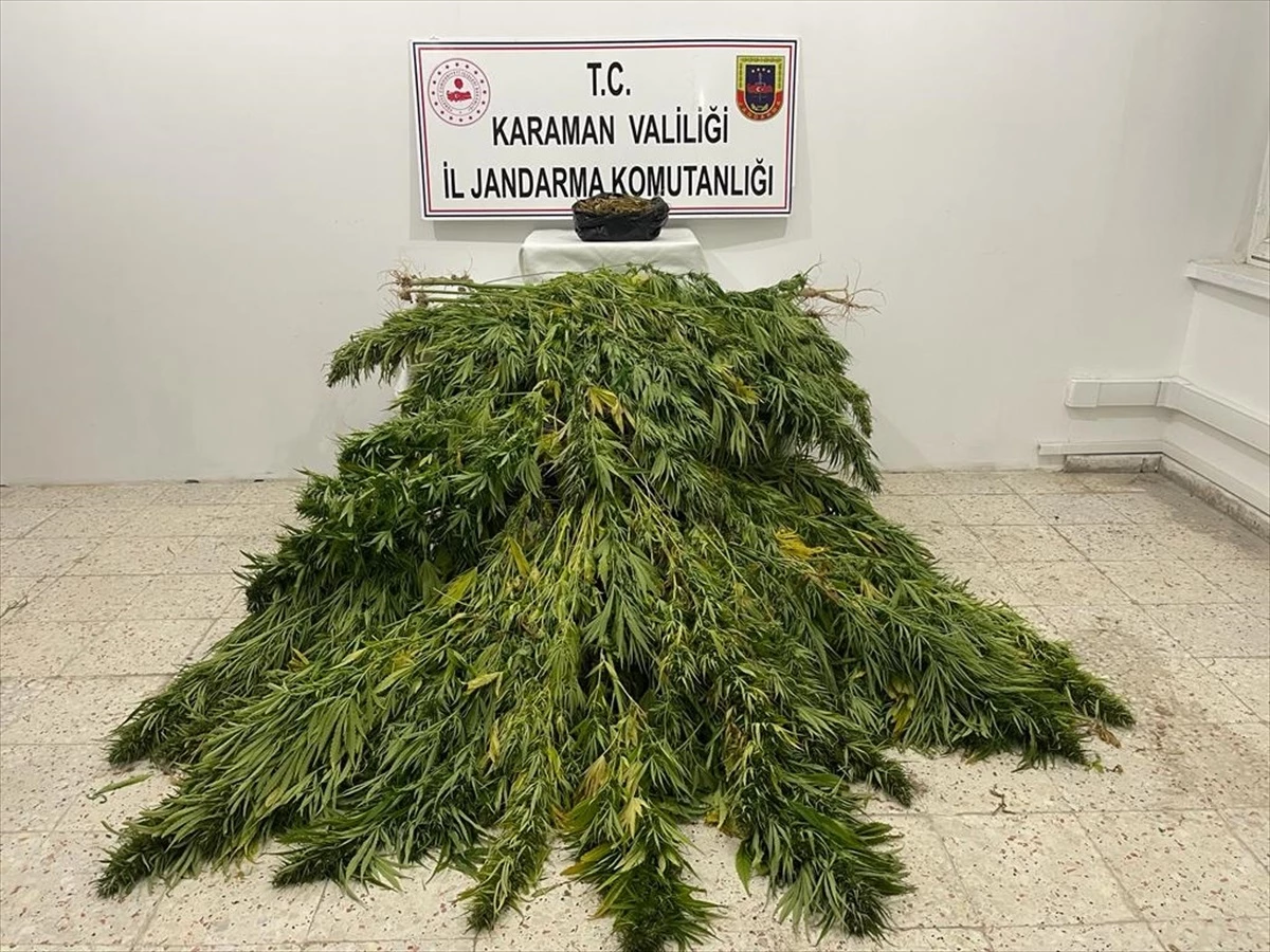 Karaman\'da mısır tarlasında uyuşturucu yetiştiren 2 şüpheli yakalandı