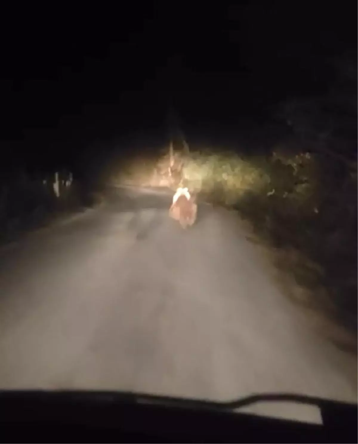 Ulus'ta köy yolunda ayı görüntülendi