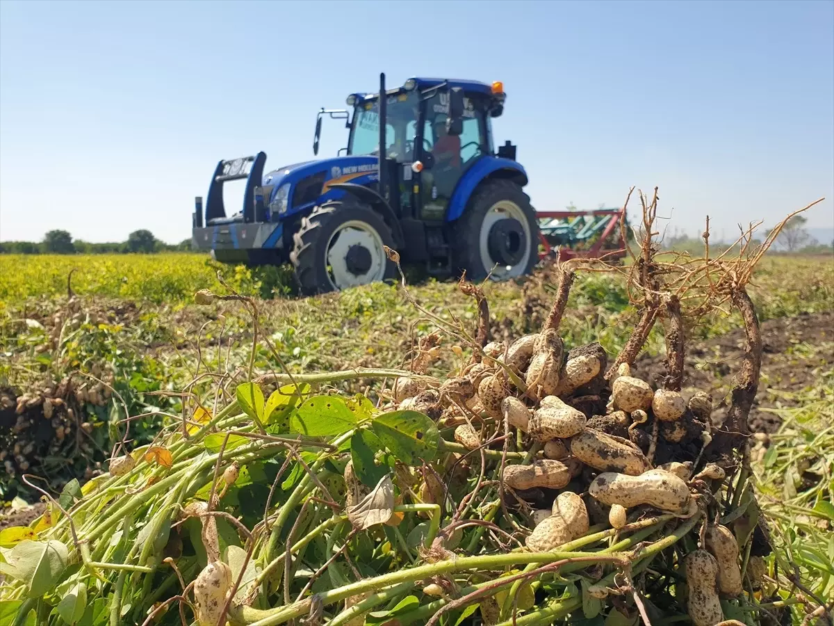 Osmaniye\'de Yer Fıstığı Hasadı Başladı: Geçen Yıla Göre 10 Bin Ton Artış Bekleniyor