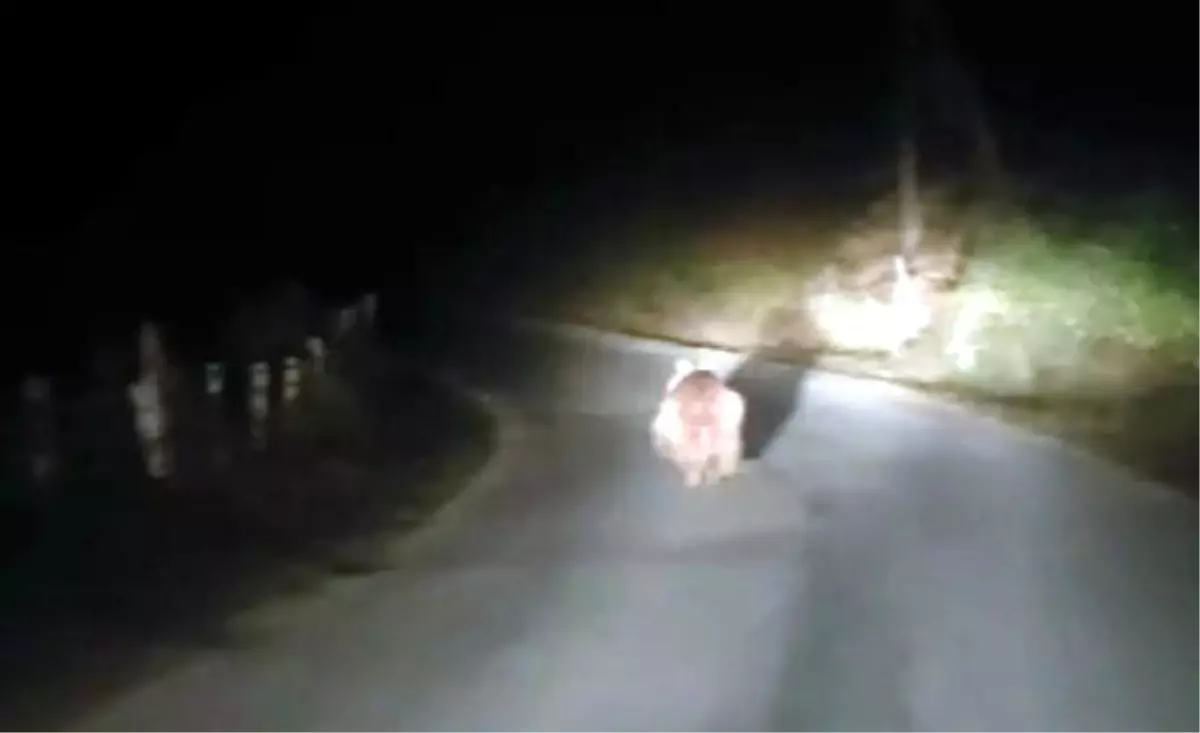 Bartın\'da Otomobilin Önüne Ayı Çıktı