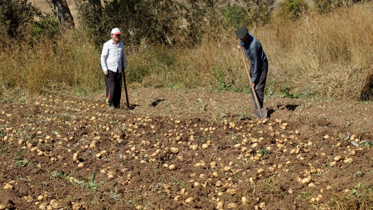 Tokat\'ın Başçiftlik ilçesinde tescilli beyaz patates hasadı başladı