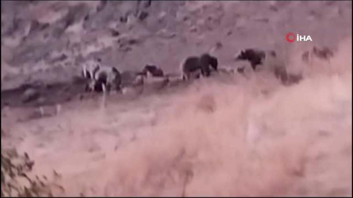 Tunceli\'de aç kalan ayılar, hayvanlara zarar vermeye başladı