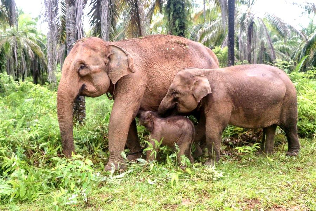 Endonezya'da Sumatra fili yavrusu doğdu