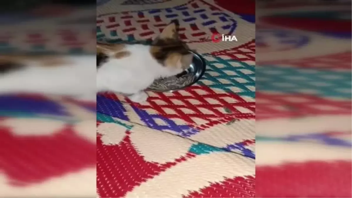 Elazığ\'da çekirdek yiyen kedi görenleri şaşırtıyor