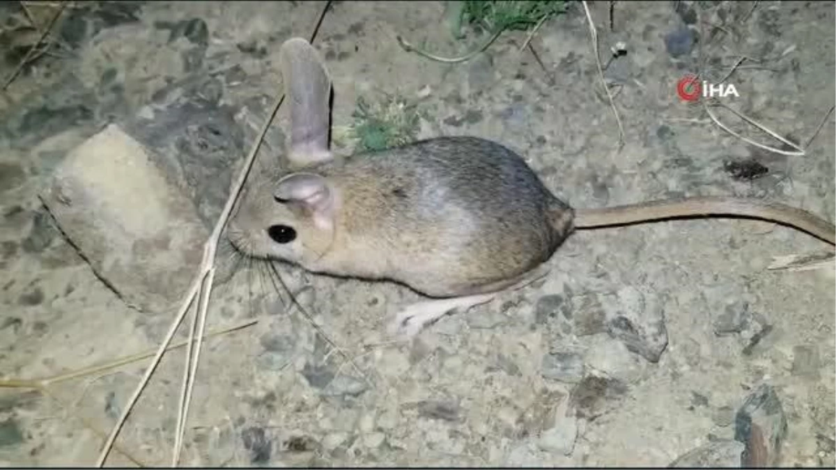 Erzincan\'da Arap tavşanı yanlışlıkla kanguru faresi sanıldı