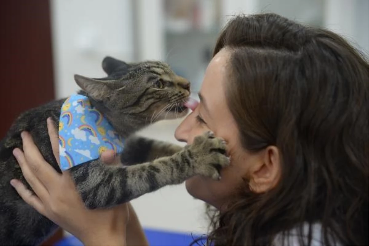 Veteriner Fakültesi Hayvan Hastanesi\'nde ameliyat edilen sokak kedisine yuva aranıyor