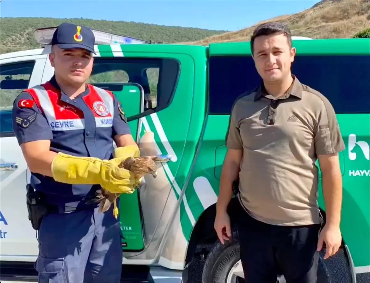 Tedavi edilen kızıl şahin doğal ortamına bırakıldı