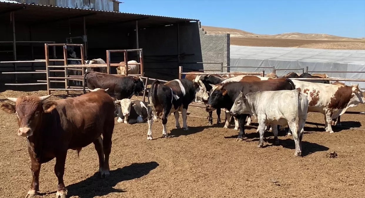 Kırşehir\'de 250 Bin Büyükbaş Hayvana Şap Hastalığı Aşısı Yapılıyor