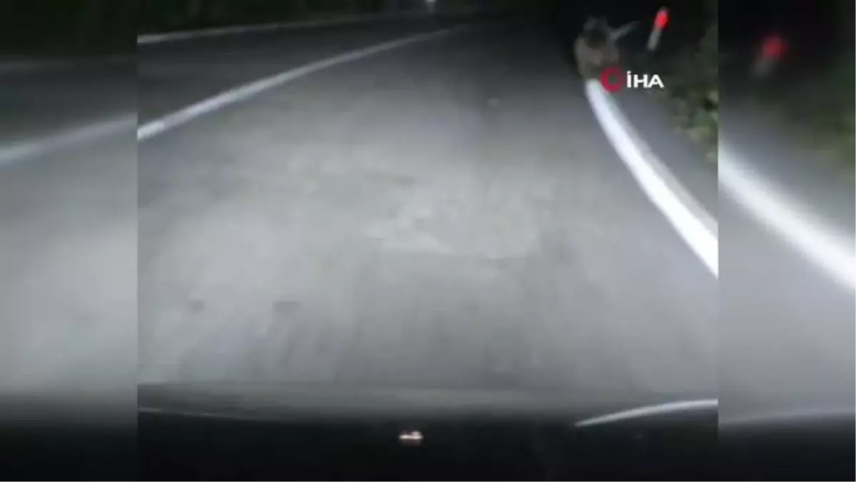 Sürücü, aracıyla önüne çıkan ayıyı kovaladı