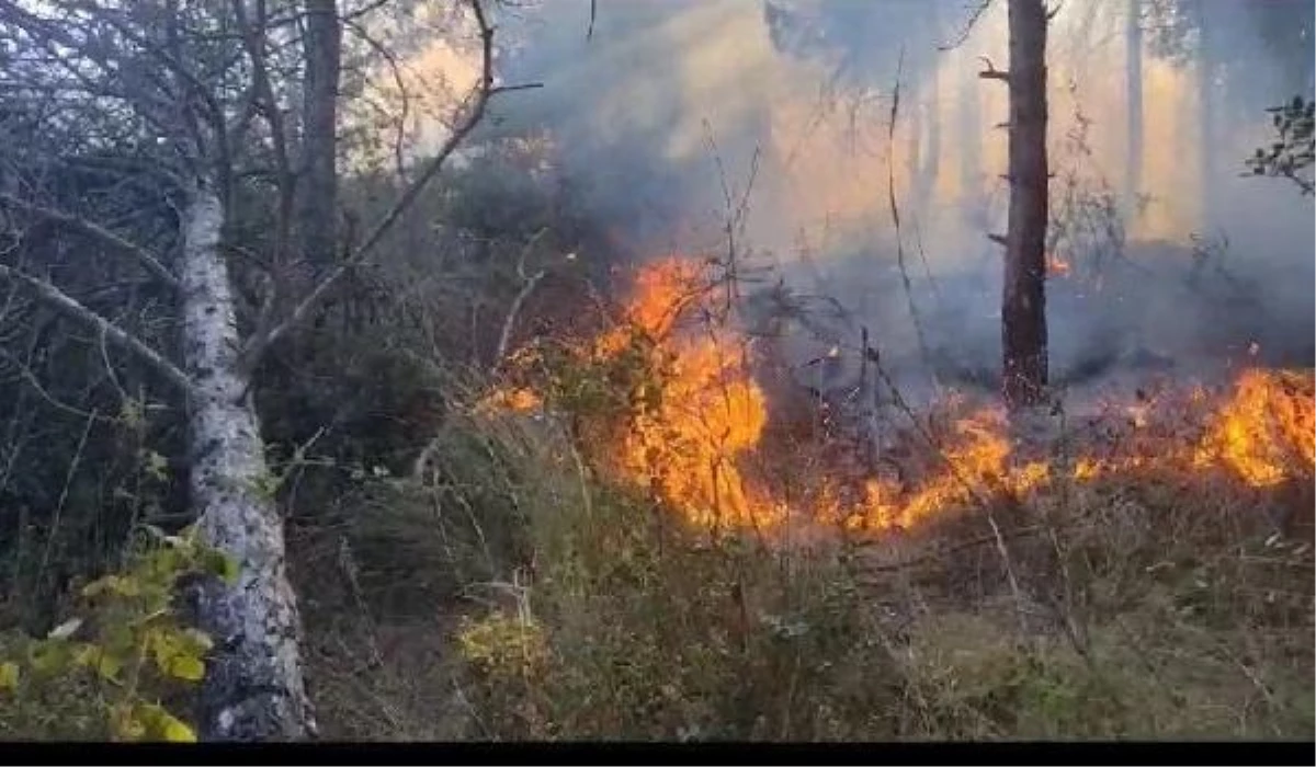 Sultangazi Şehir Ormanları\'nda Yangın Çıktı