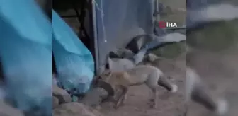 Aç kalan tilki dağcıların kampına girdi
