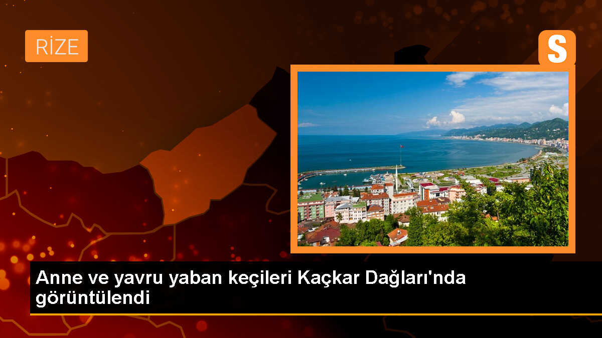 Rize\'deki Kaçkar Dağları Milli Parkı\'nda Anne ve Yavru Yaban Keçileri Görüntülendi