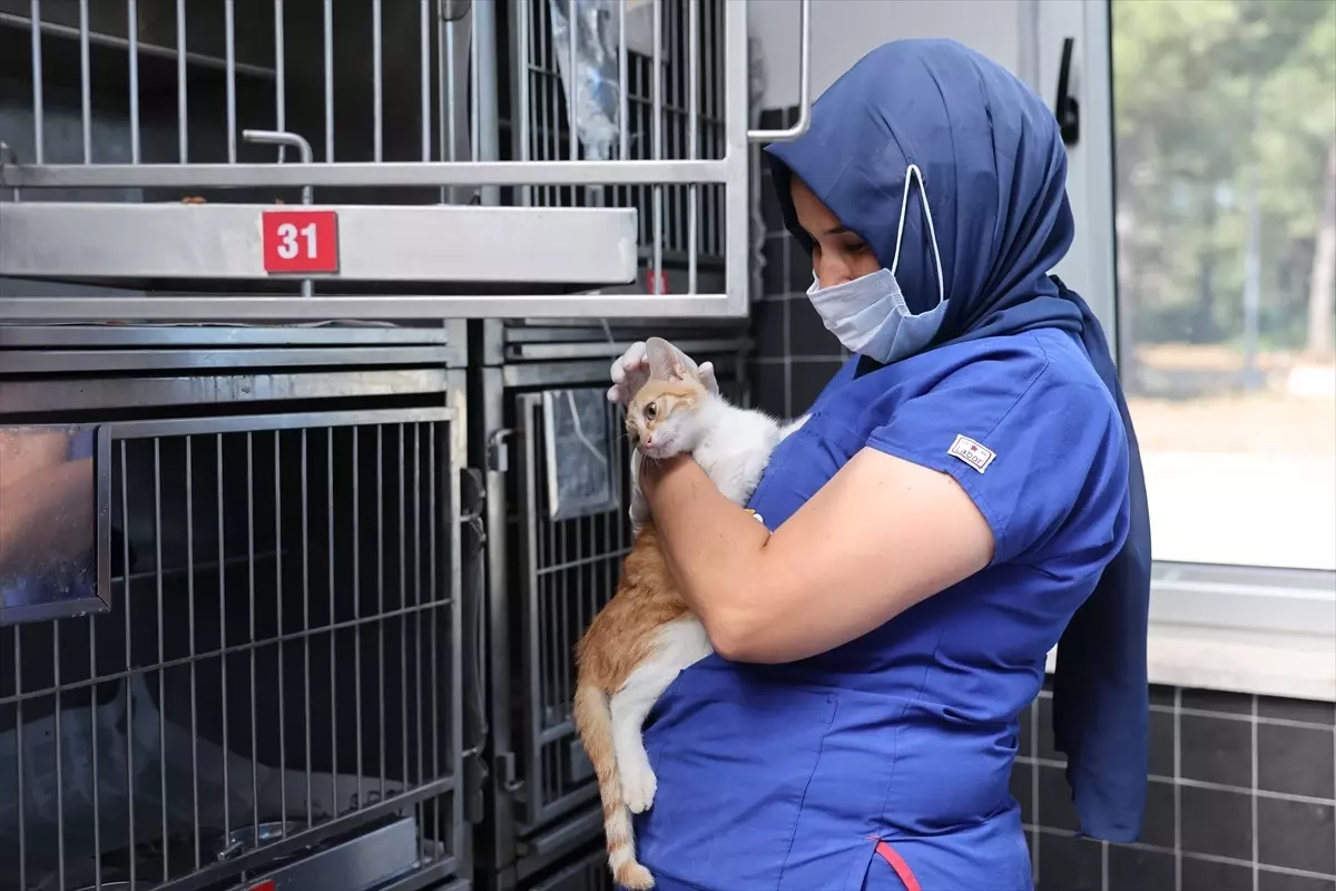 Antalya Büyükşehir Belediyesi Sokak Hayvanları Geçici Bakım Evi\'nde 6 Ayda 1560 Hayvan Tedavi Edildi
