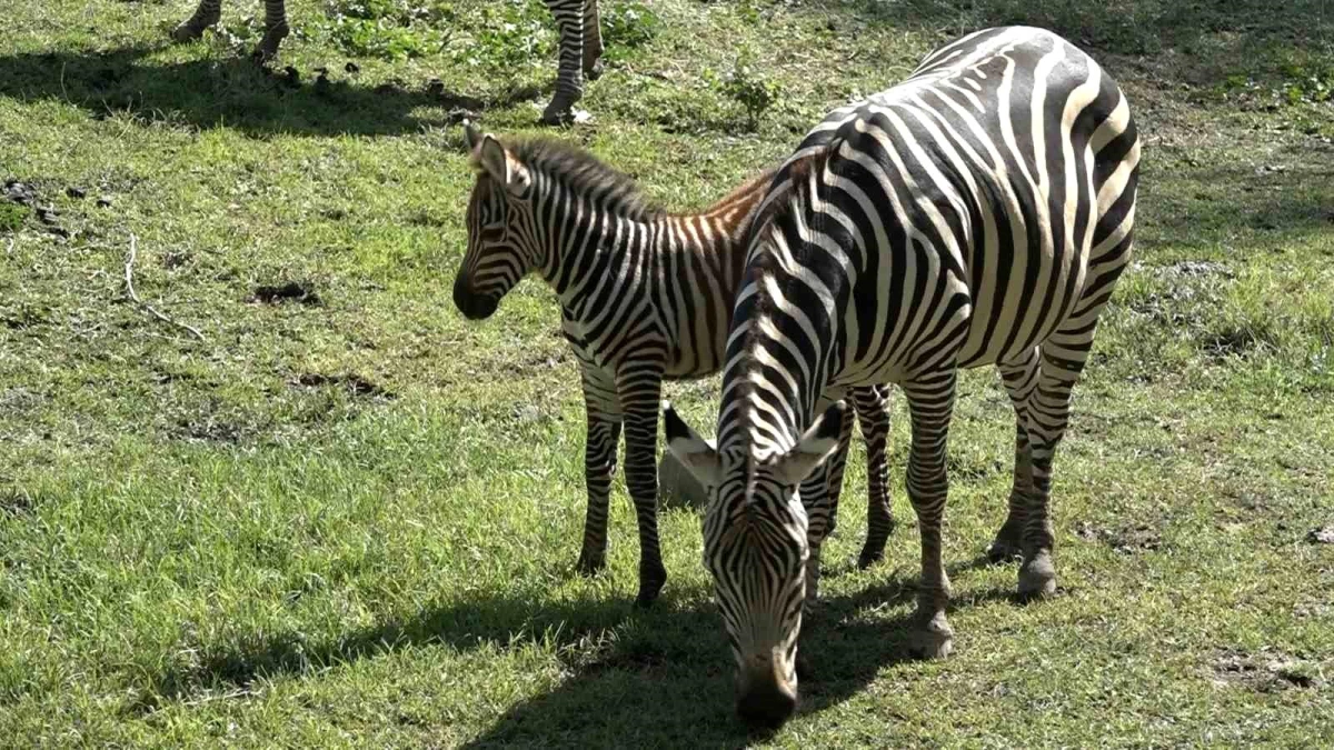Bursa Zoopark\'ta Zebra Ailesine 3 Yeni Yavru Katıldı