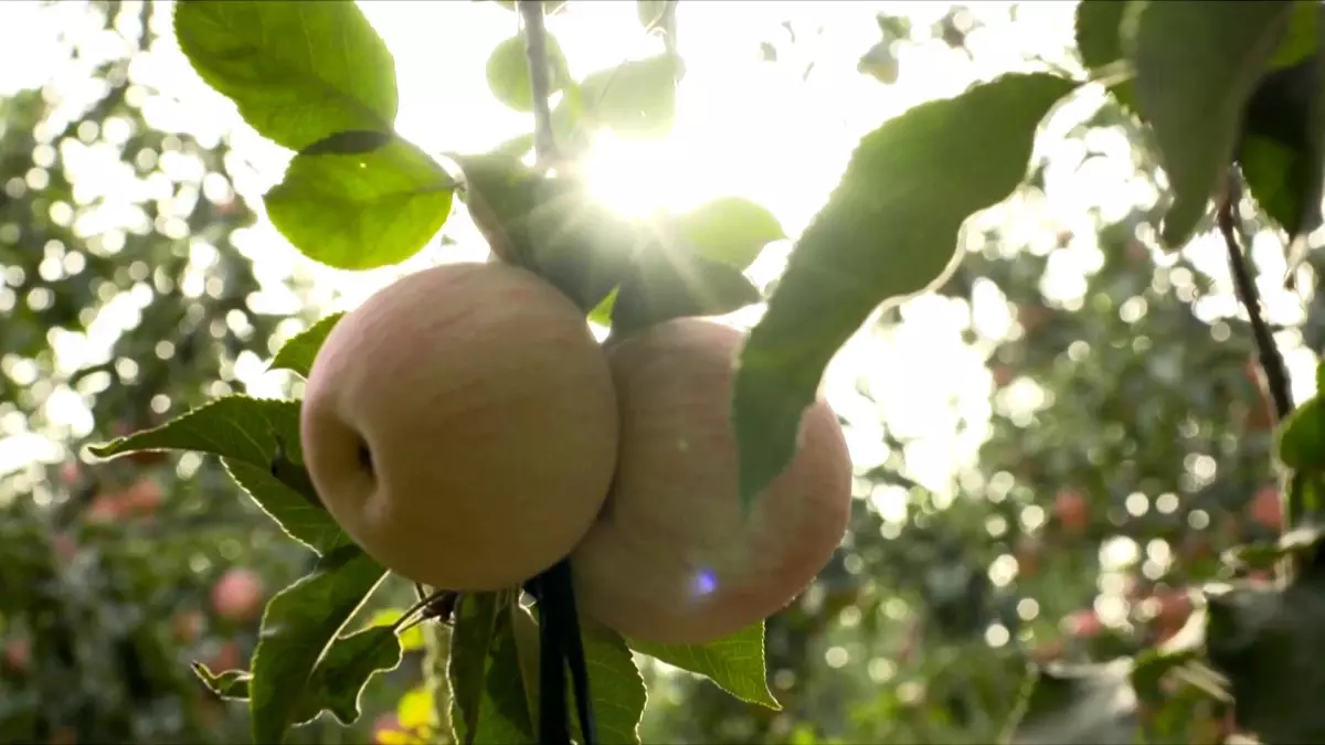 Kekeya\'da Gerçekleştirilen Ağaçlandırma Projesi