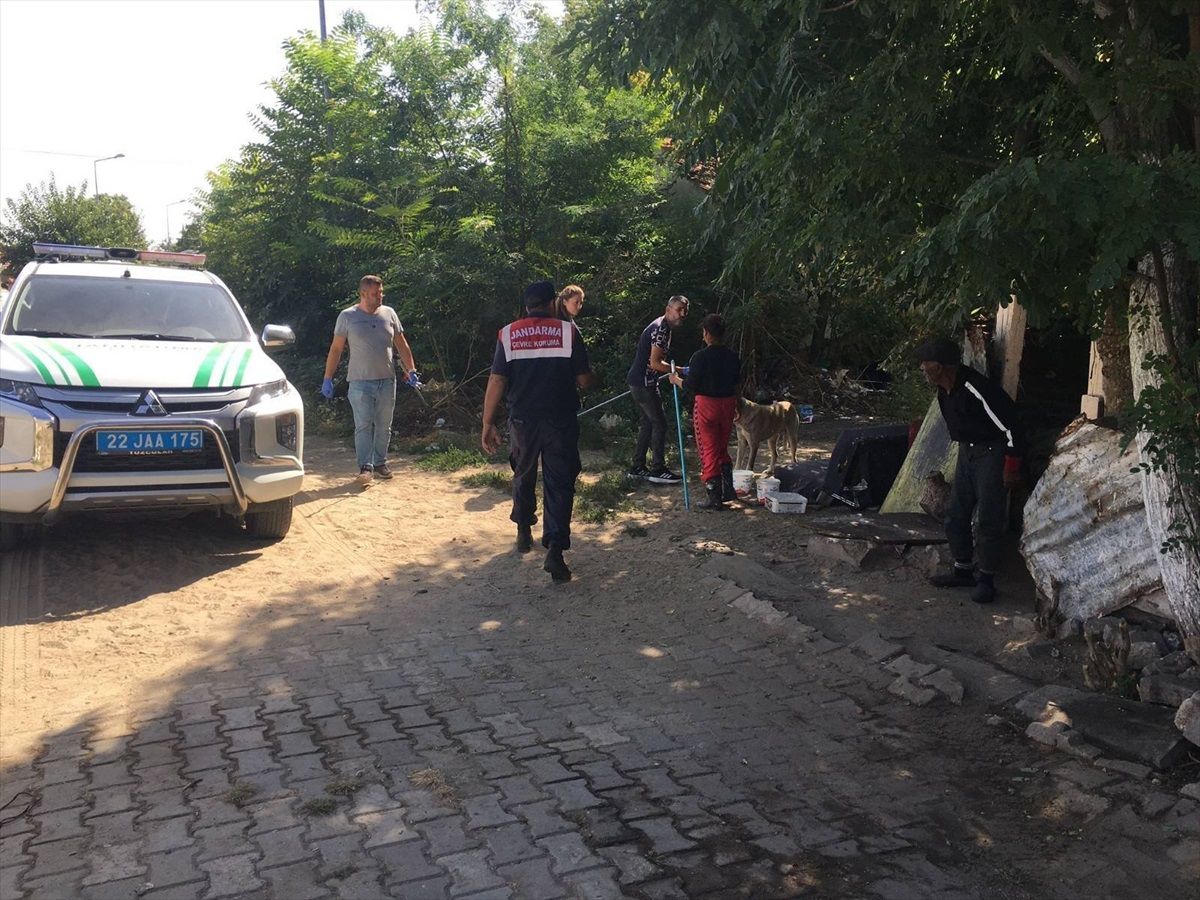 Edirne\'de okul çevrelerindeki saldırgan köpekler toplanıyor