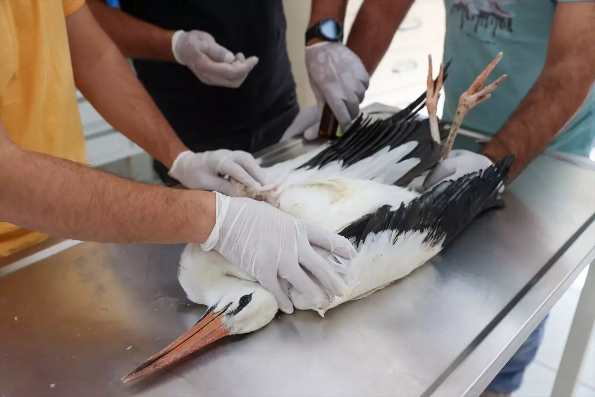 Diyarbakır\'da Kavurucu Sıcaklardan Etkilenen Leylekler Tedavi Edildi