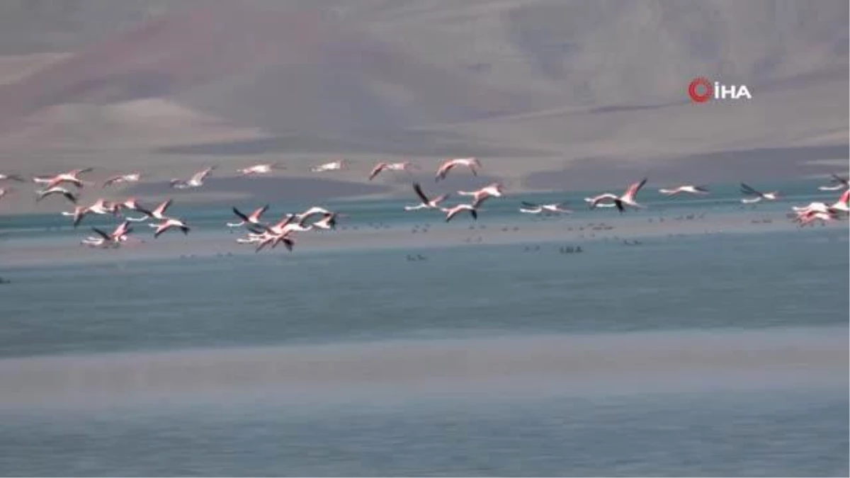 Flamingolar Erçek Gölü kıyısında görsel şölen oluşturdu