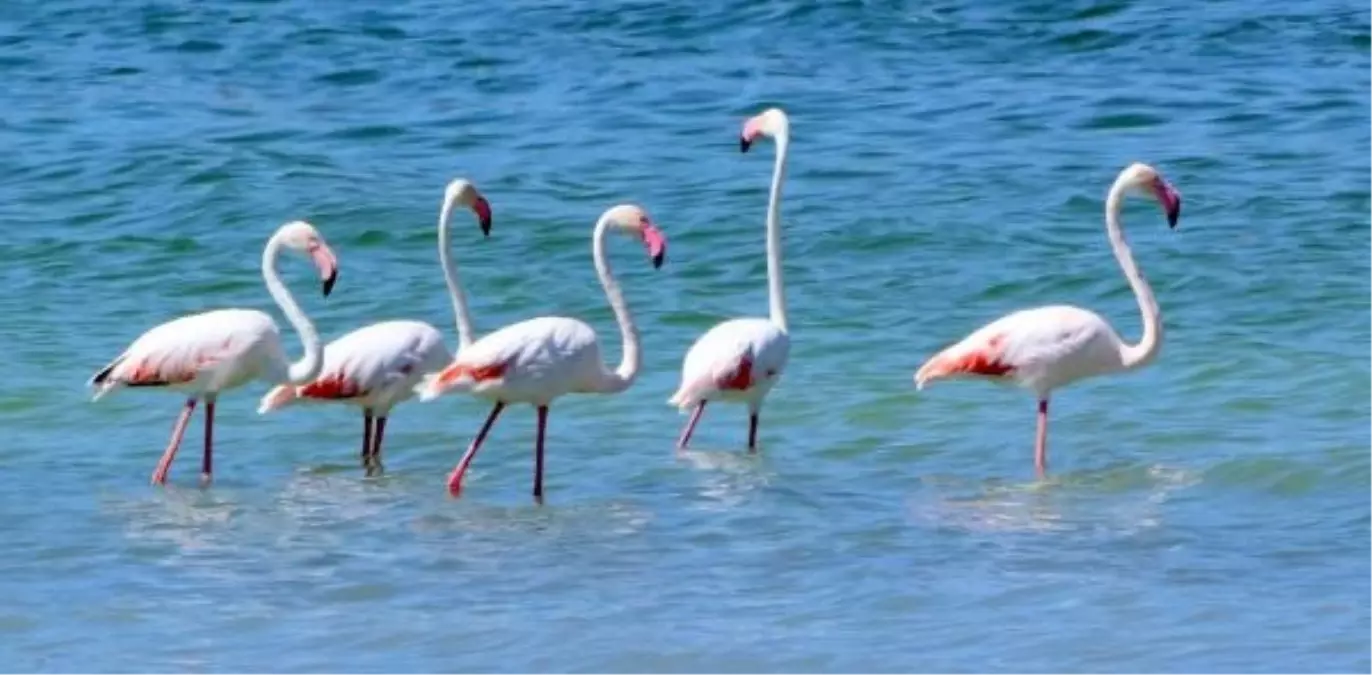 Kuraklık nedeniyle Burdur Gölü flamingolarla renklendi