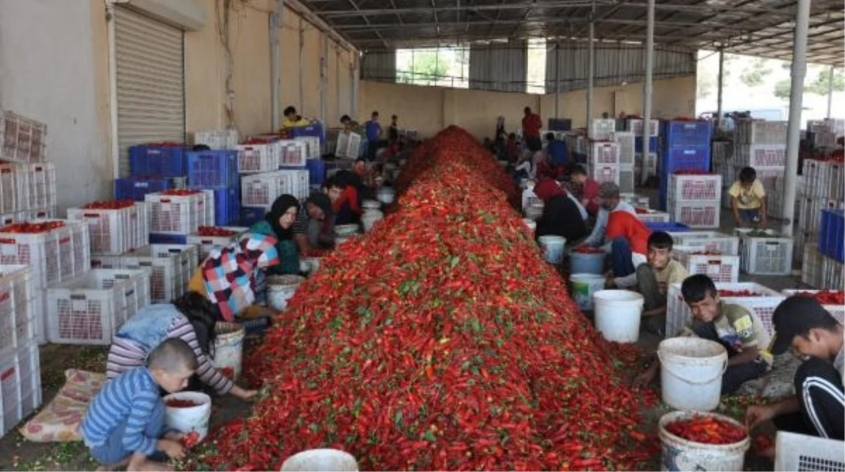 İslahiye\'de Kırmızı Biberden Pul Biber Üretimi İçin 5 Bin Kişi Çalışıyor