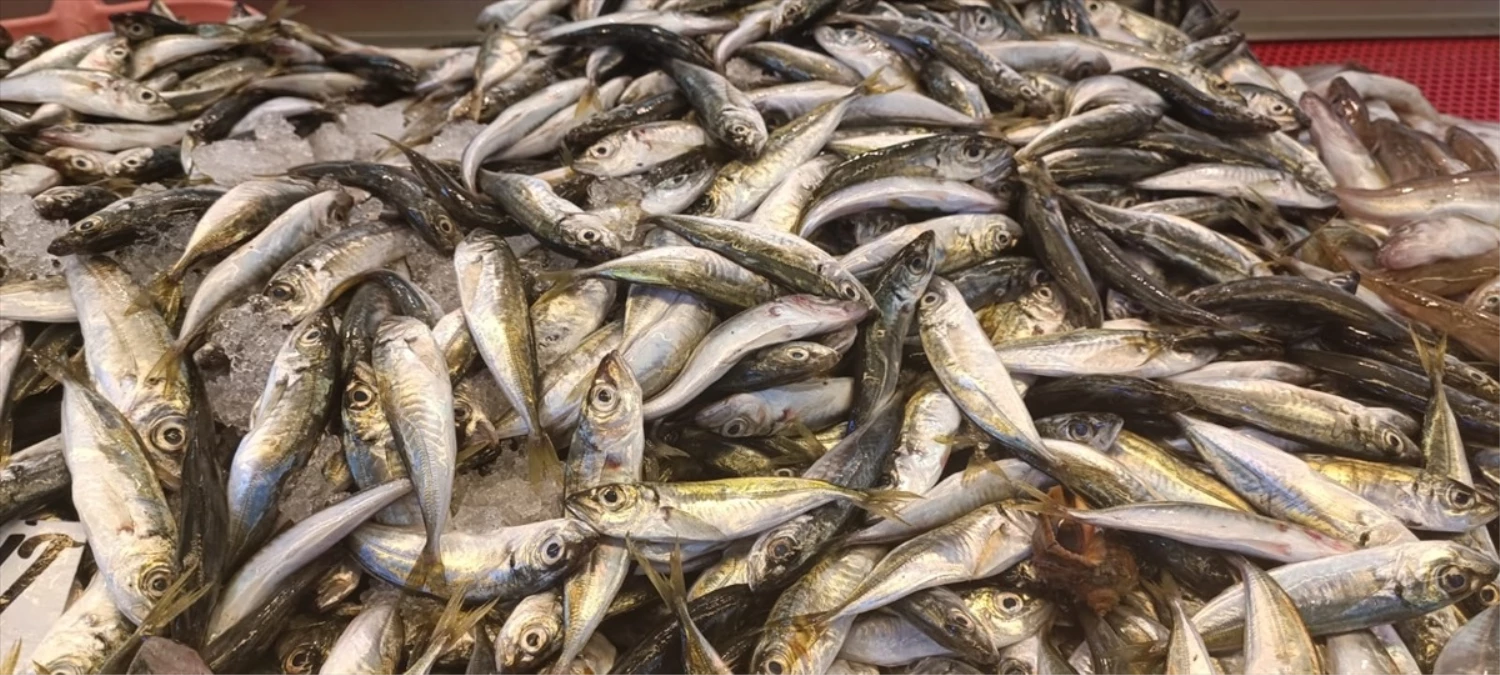 Giresun\'da İstavrit Balığı Ucuzlayarak 35 Liradan Satılıyor
