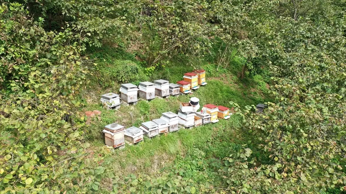 68 Yaşındaki Kadın Arıcılık Yaparak Aile Ekonomisine Katkı Sağlıyor