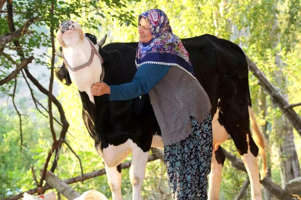 Adana\'nın Feke ilçesindeki köyde süt ürünleri bulunamıyor