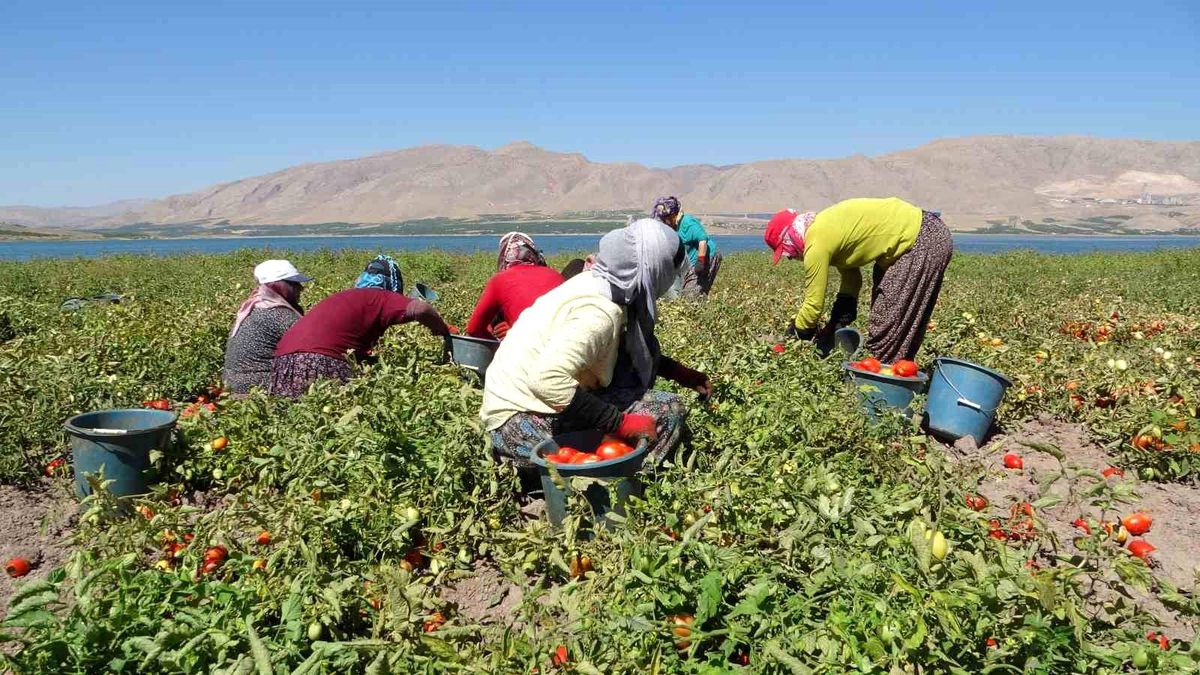 Malatya\'da suların çekildiği alanda domates hasadı sürüyor