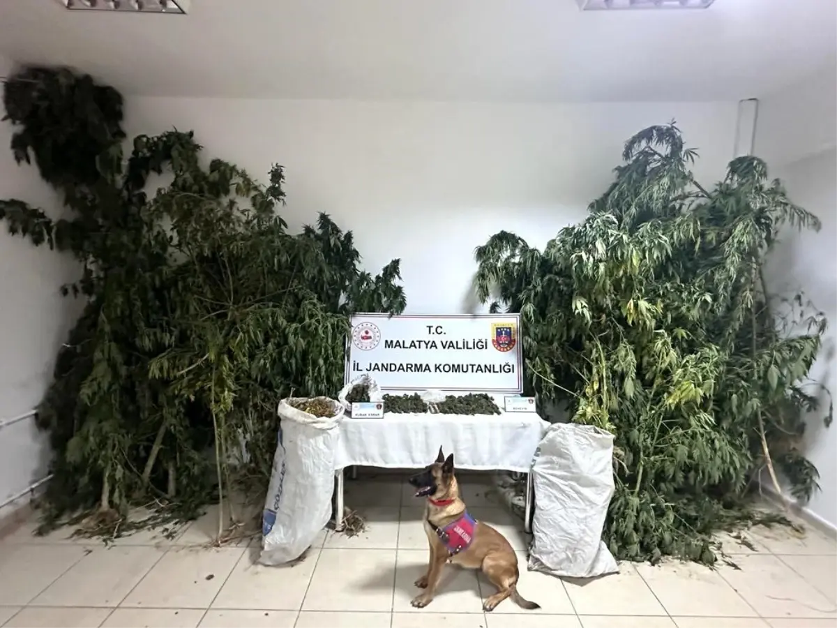 Malatya\'da Zehir Tacirlerine Operasyon: 6 Kilo Esrar ve 354 Kök Kenevir Ele Geçirildi