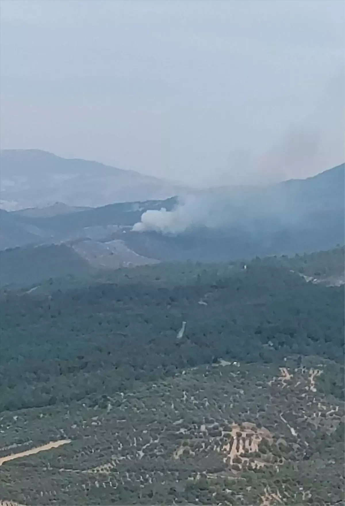 Manisa Akhisar\'da Orman Yangınına Müdahale Başladı