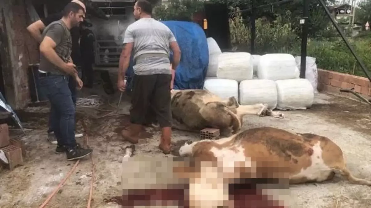 Miras anlaşmazlığı yaşadığı kuzenini vuramayınca büyükbaşları telef etti