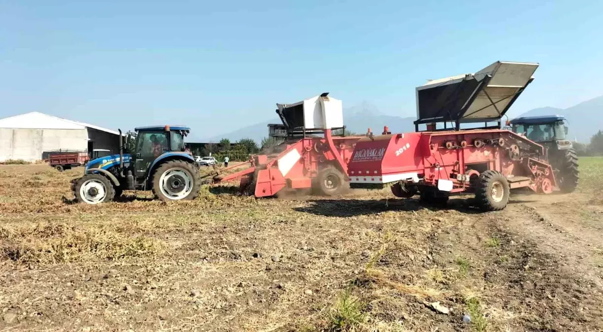 Osmaniye\'de Yer Fıstığı Hasadı Başladı