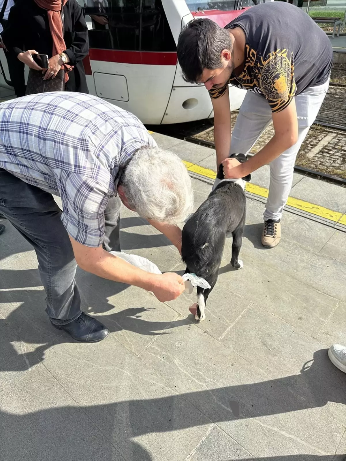 Samsun\'da tramvayın çarptığı köpeğin ayağı koptu