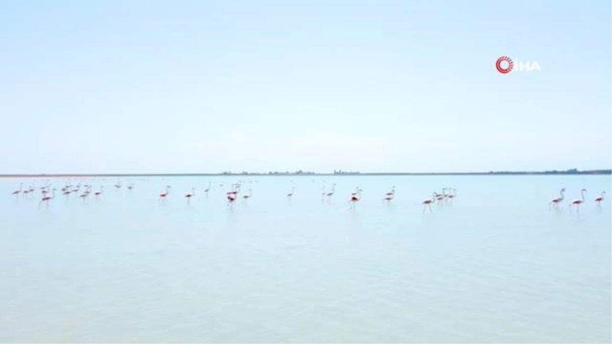 Arin Gölü\'ndeki Flamingolar Vatandaşların İlgi Odağı