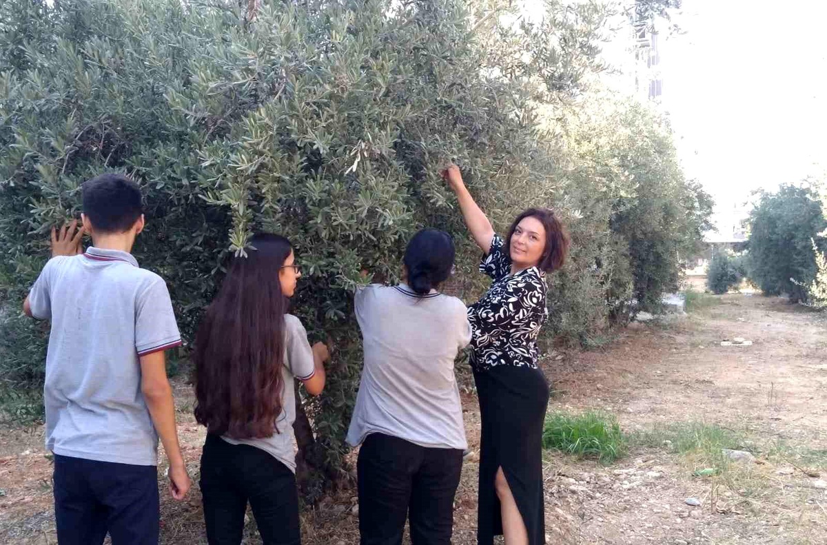 Mersin\'de Lise Öğrencileri Zeytin Hasadı Yaparak İhtiyaç Sahibi Öğrencilere Yardım Etti
