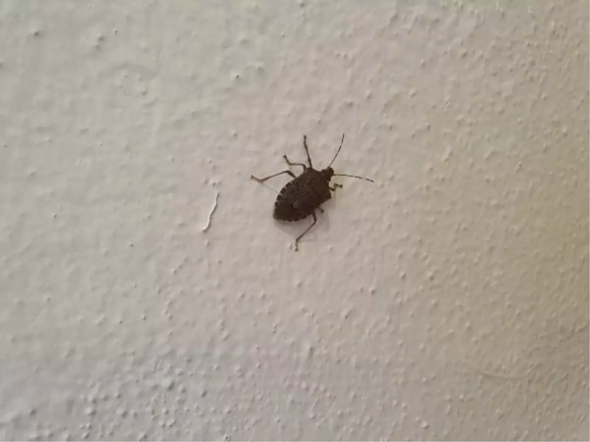 Ordu\'da bir fındık fabrikası kahverengi kokarca böcekleri tarafından istila edildi