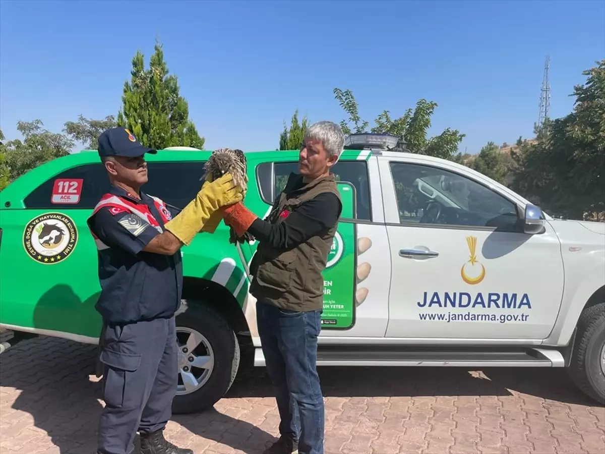 Malatya\'da Yaralı Şahin Tedavi Edilmek Üzere Teslim Edildi